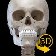 Skeleton | 3D Anatomy - Intelligent APK Download