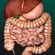 Internal Organs in 3D Anatomy - Intelligent APK Download