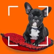 Dog breeds - Smart Identifier - Intelligent APK Download