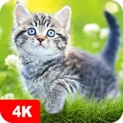 Cat Wallpapers & Cute Kittens - Intelligent APK Download