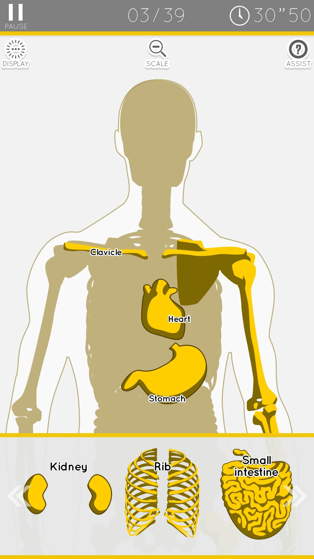 E. Learning Anatomy puzzle Screenshot 2