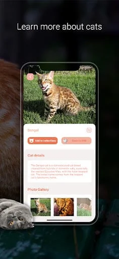 Cat Identifier - Cat Scanner Screenshot 4