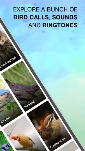 Bird Calls, Sounds & Ringtones Screenshot 2