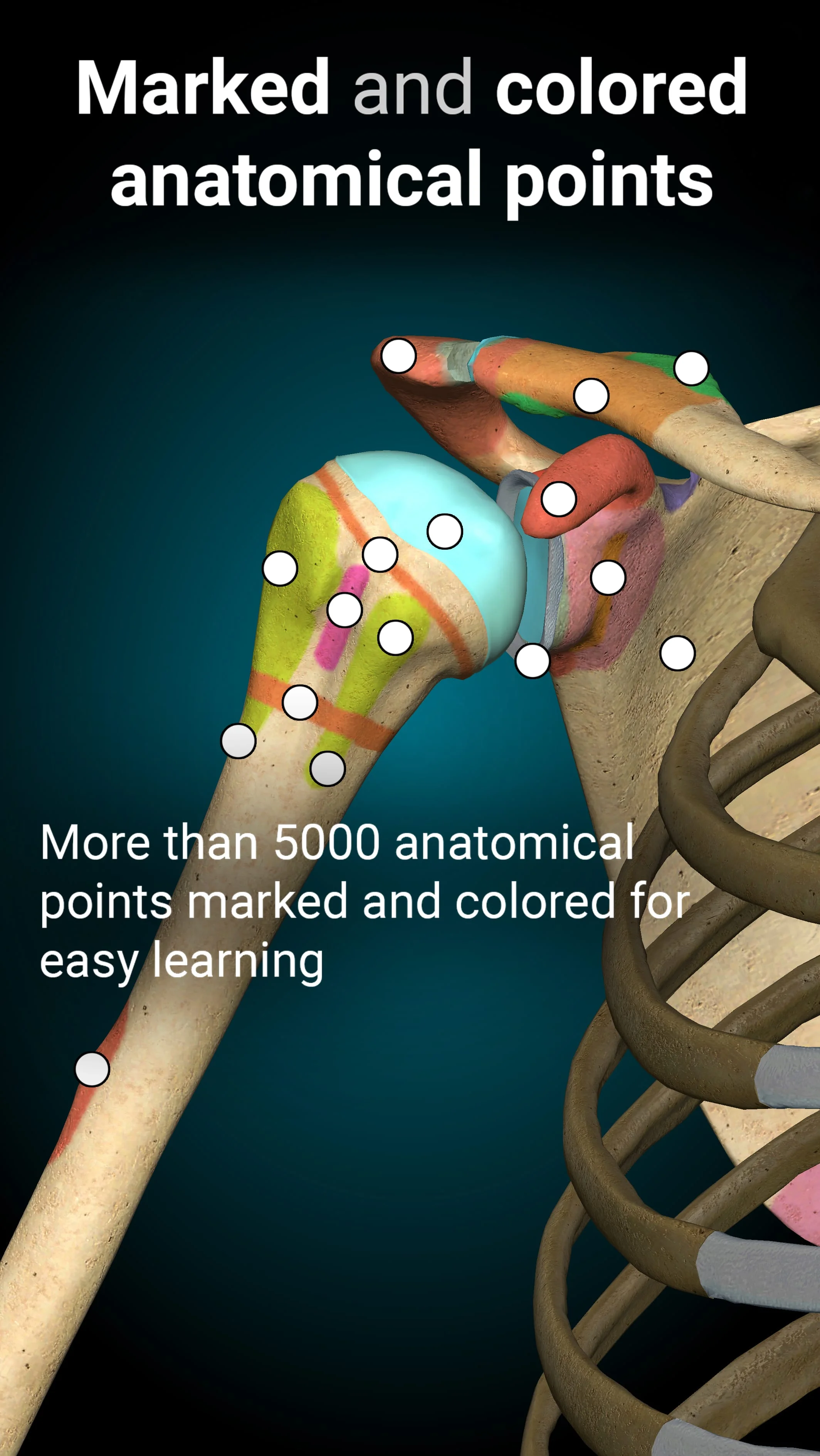 Anatomy Learning - 3D Anatomy Screenshot 3
