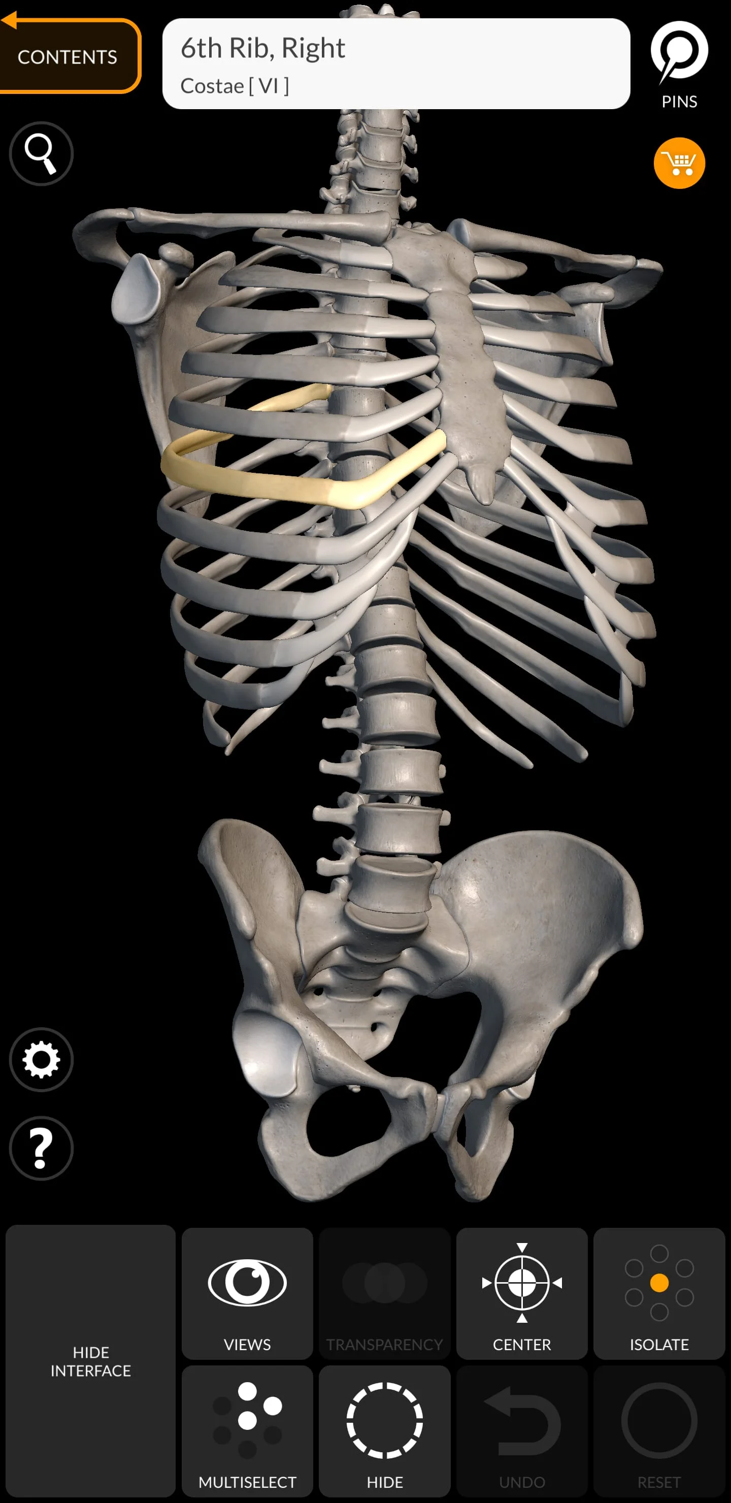 Skeleton | 3D Anatomy Screenshot 1