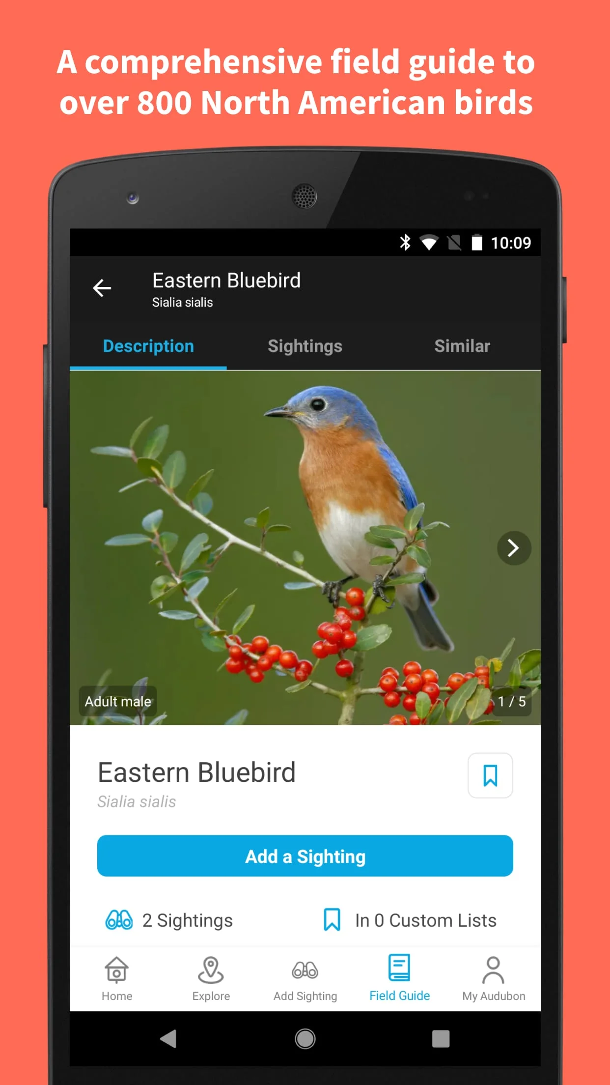 Audubon Bird Guide Screenshot 2