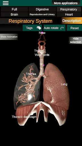 Internal Organs in 3D Anatomy Screenshot 2