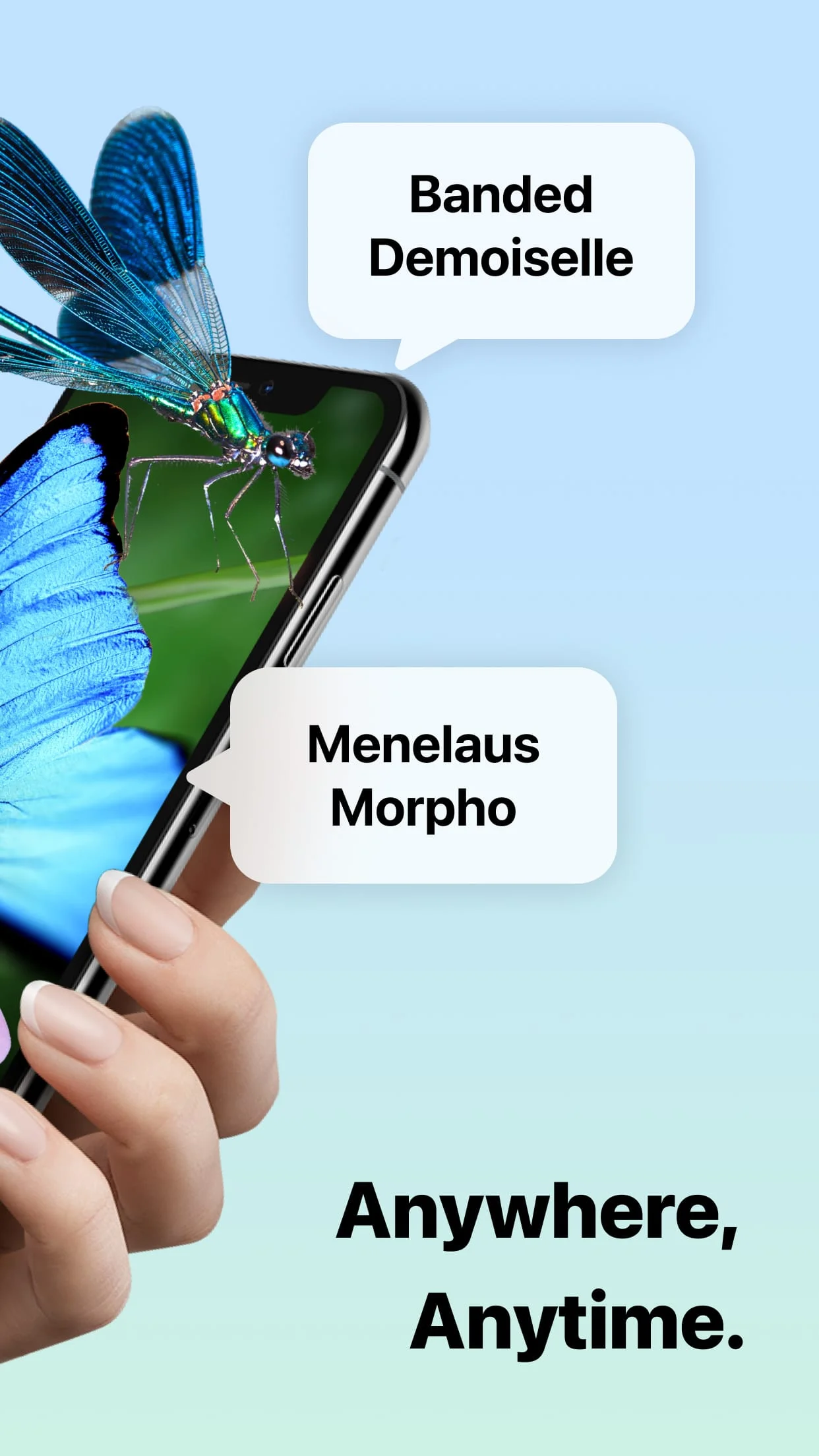 Picture Insect: Bug Identifier Screenshot 2