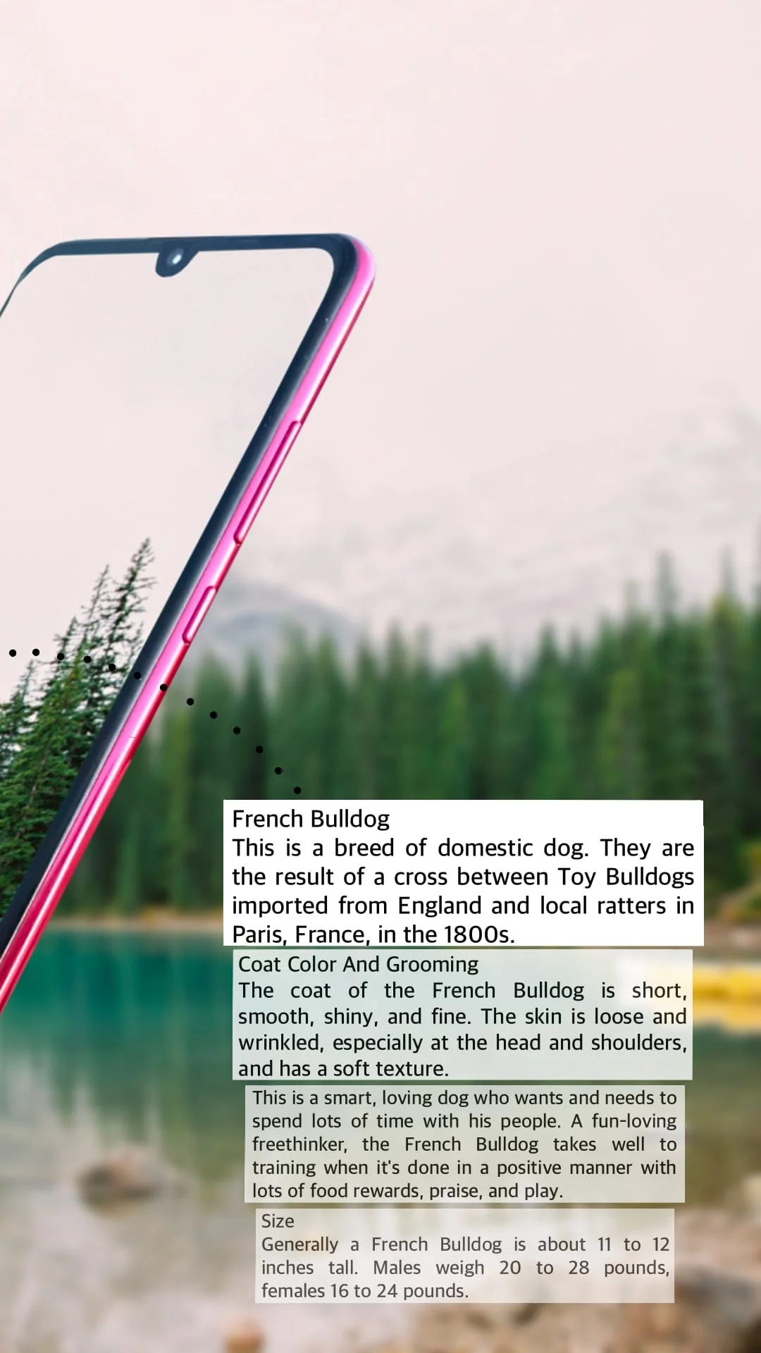 Dog breeds - Smart Identifier Screenshot 2